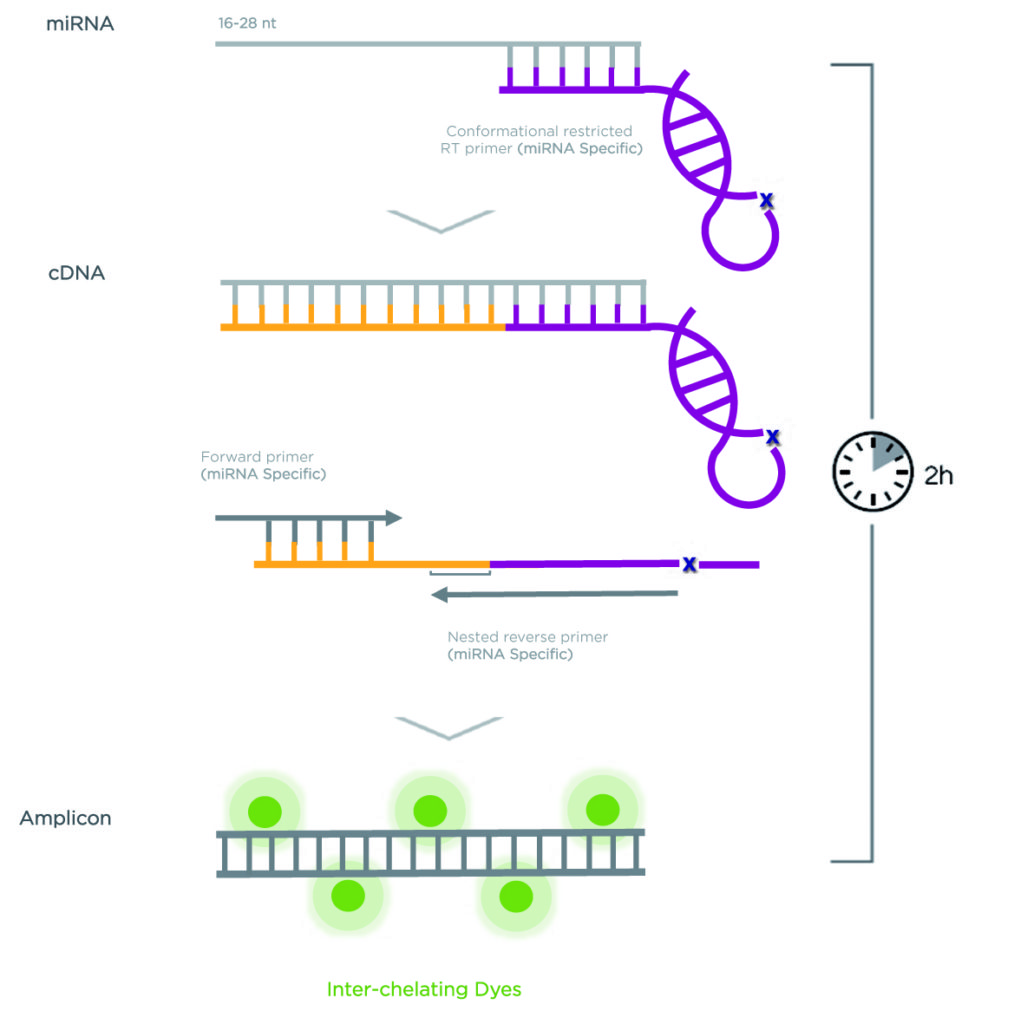 siRNA, miRNA & CRISPR Gene Editing – Immuno Diagnostic